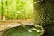 Giá cao su kỳ hạn tại Tokyo ngày 2/3 tăng lên mức cao nhất 1 tháng